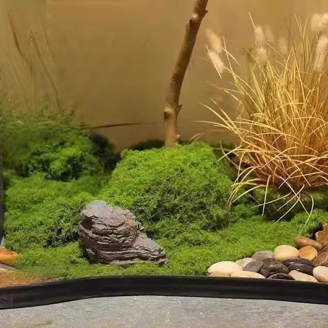 200g Eternal Life Moss DIY Cra - Terrarium Moss Art のレビューと価格