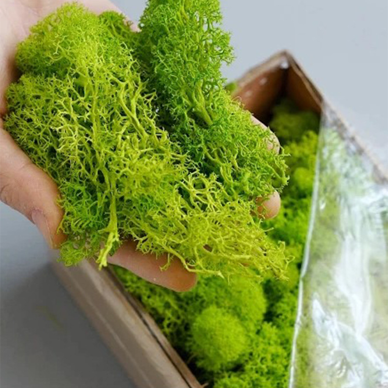 20/40/100g Eternal Life Moss D - Terrarium Moss Art のレビューと価格