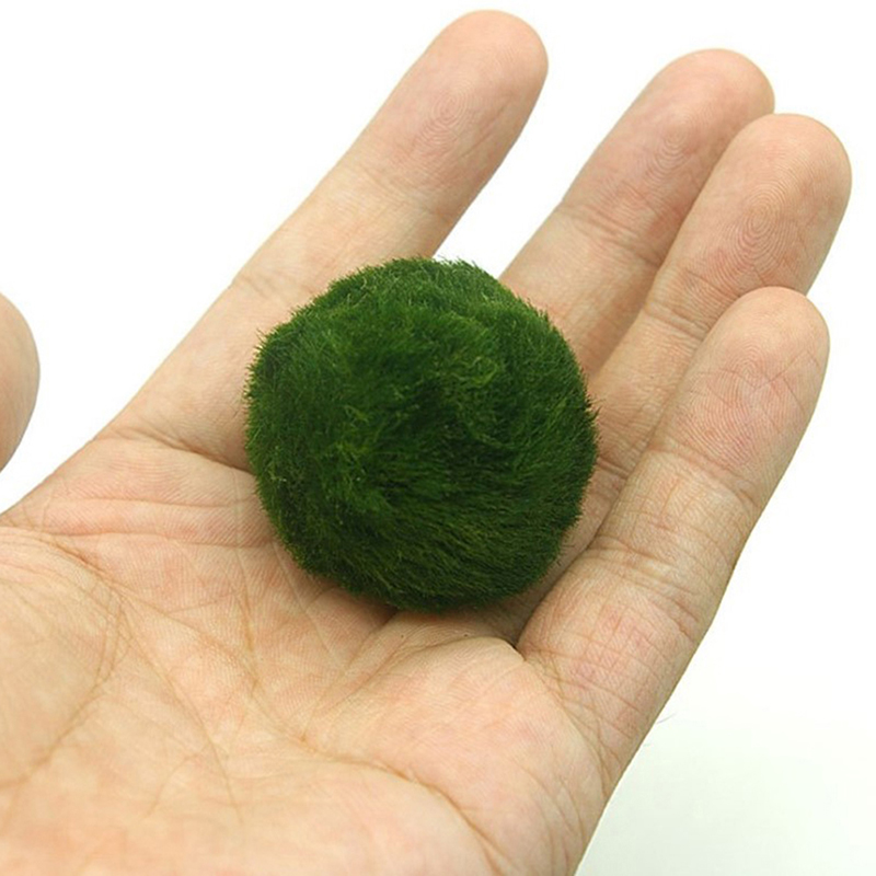Marimo Moss Balls Live Aquariu - Terrarium Moss Art のレビューと価格