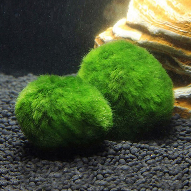 Marimo Moss Balls Live Aquariu - Terrarium Moss Art のレビューと価格